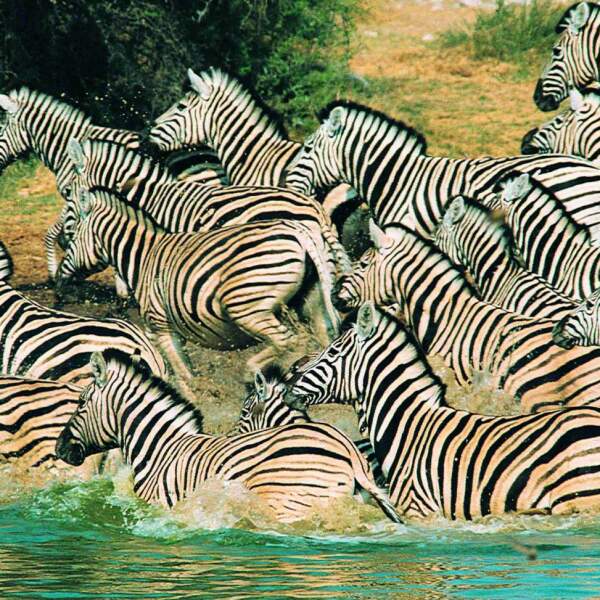 Experience Africa intensively: in small groups and with local expertise